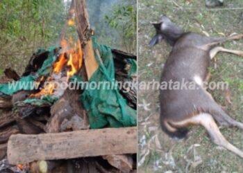 ನಾಯಿಗಳ ದಾಳಿಯಿಂದ ಗ್ರೇಟ್ ಎಸ್ಕೇಪ್.! | ಬಳಿಕ ಹೃದಯಾಘಾತದಿಂದ ಮೃತಪಟ್ಟ ಕಡವೆ | ಬೈಸೆ ಗ್ರಾಮದಲ್ಲಿ ನಡೆದ ಘಟನೆ