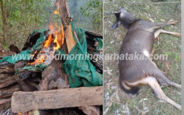 ನಾಯಿಗಳ ದಾಳಿಯಿಂದ ಗ್ರೇಟ್ ಎಸ್ಕೇಪ್.! | ಬಳಿಕ ಹೃದಯಾಘಾತದಿಂದ ಮೃತಪಟ್ಟ ಕಡವೆ | ಬೈಸೆ ಗ್ರಾಮದಲ್ಲಿ ನಡೆದ ಘಟನೆ