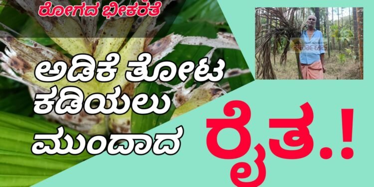ಅಡಿಕೆ ತೋಟ ಕಡಿಯುವುದು ಬಿಟ್ಟರೆ ಬೇರೆ ಗತಿ ಇಲ್ಲ | ಎಡತೊಟ್ಲು ರೈತನ ಅಸಹಾಯಕ ಬದುಕು | ಅಡಿಕೆ ಎಲೆಚುಕ್ಕಿ ರೋಗಕ್ಕೆ ತತ್ತರ