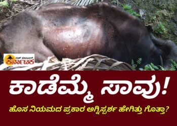 ಕಾಲುವೆಗೆ ಬಿದ್ದು ಕಾಡಮ್ಮೆ ಸಾವು : ಹೊಸ ನಿಯಮಾವಳಿ ಪ್ರಕಾರ ಅಂತ್ಯಕ್ರಿಯೆ