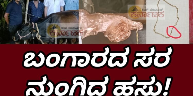 ಬಂಗಾರದ ಸರ ನುಂಗಿದ ಹಸು |ಹಸುವಿನ ಹೊಟ್ಟೆ ಸೇರಿದ್ದ ರೂ.70 ಸಾವಿರ ಮೌಲ್ಯದ ಚಿನ್ನದ ಸರ | ಹಸುವಿನ ಜೀವಕ್ಕು ಕುತ್ತು ತಂದಿದ್ದ ಸರ | ಯಶಸ್ವಿ ಆಪರೇಶನ್..  12 ಗ್ರಾಂ ಬಂಗಾರ ಹೊರತೆಗೆದ ಡಾ.ಆನಂದ್