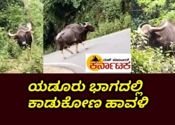 Hosanagara: ಯಡೂರು ಭಾಗದಲ್ಲಿ ಕಾಡುಕೋಣಗಳ ಹಾವಳಿ‌: ರೈತರು ಹೈರಾಣು