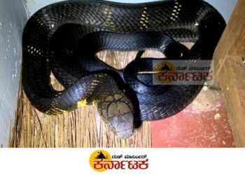 ಶಾಲೆ ಬಿಸಿಯೂಟ ಕೊಠಡಿಯಲ್ಲಿ ಕಾಳಿಂಗ ಸರ್ಪ | ಎರಡು ದಿನ ಅಲ್ಲೇ ಬಂಧಿಯಾಗಿದ್ದ ಕಾಳಿಂಗ | ಸೋಮವಾರ ಬಾಗಿಲು ತೆಗೆಯುತ್ತಿದ್ದಂತೆ ಅಚ್ಚರಿ.. ಭಯ!